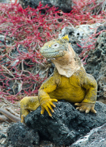 galapagos island iguana