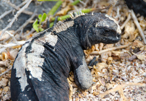 amphibious lizard in the galapagos