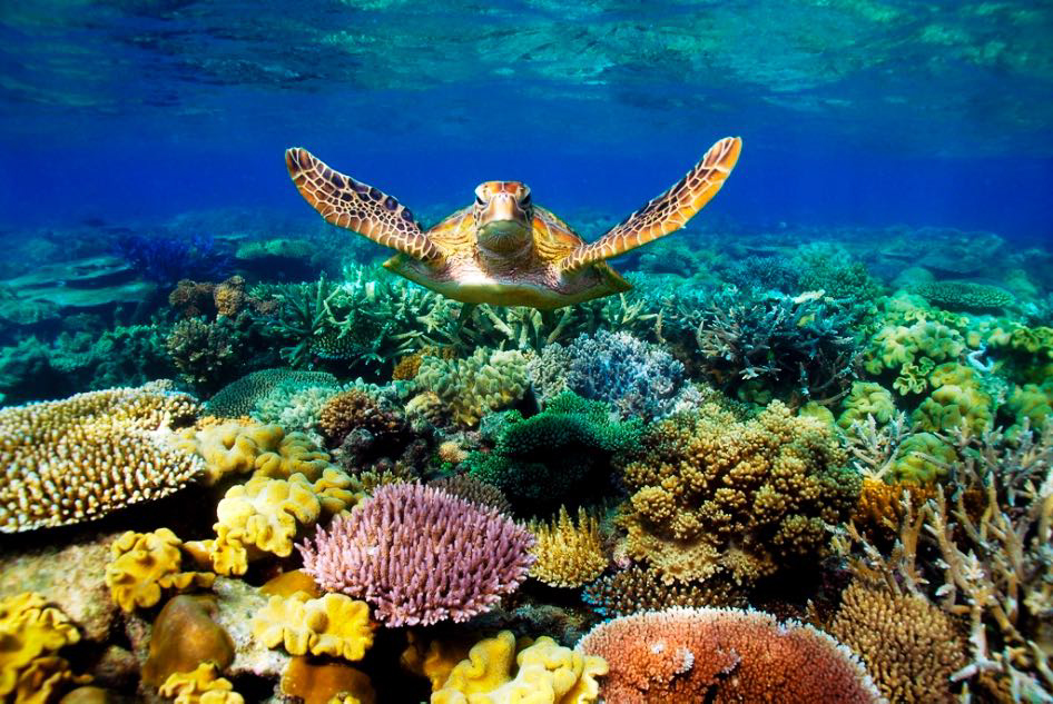 Luxury Travel Family Vacation Nature Vacation Adventure Tour Belize Barrier Reef Turtle