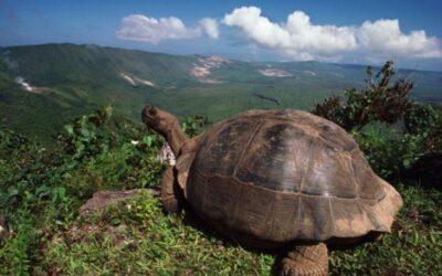 Escape the cold winter and head to the Galapagos!
